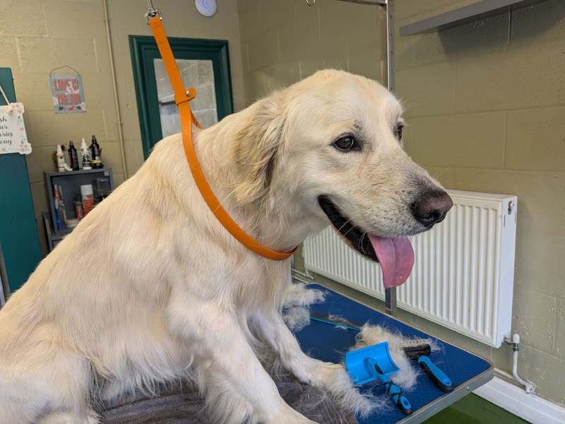 A cream golden retriever on the grooming table in the salon, held by a grooming loop and brushed with a slicker brush