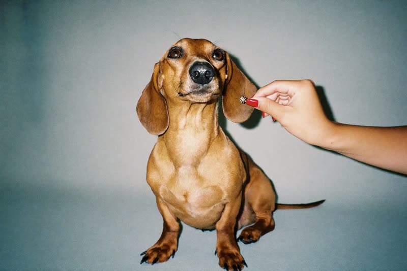 A dachshund waiting calmly before its groom