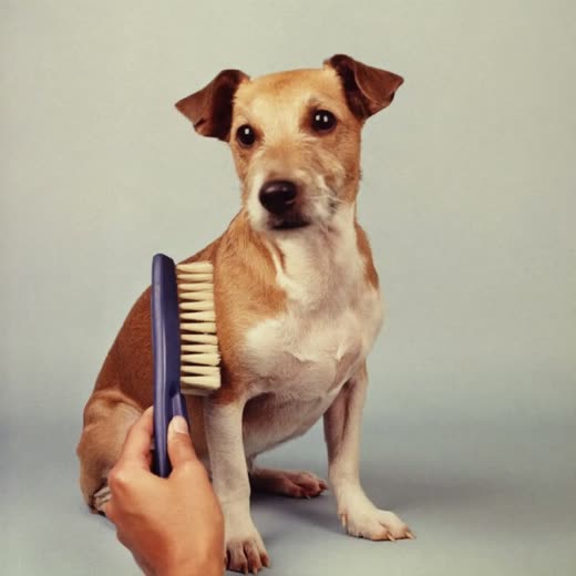 A small terrier being brushed