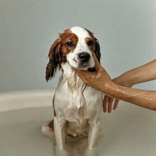 A spaniel being bathed and shampooed