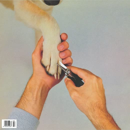 A dog's paw having its nails trimmed